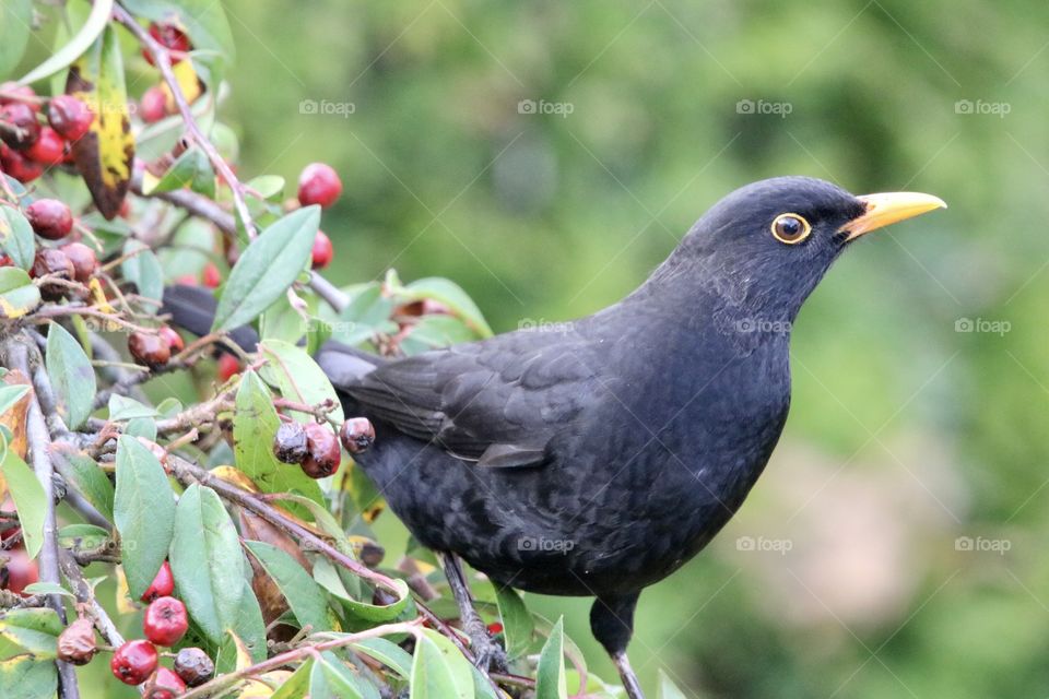 Blackbird