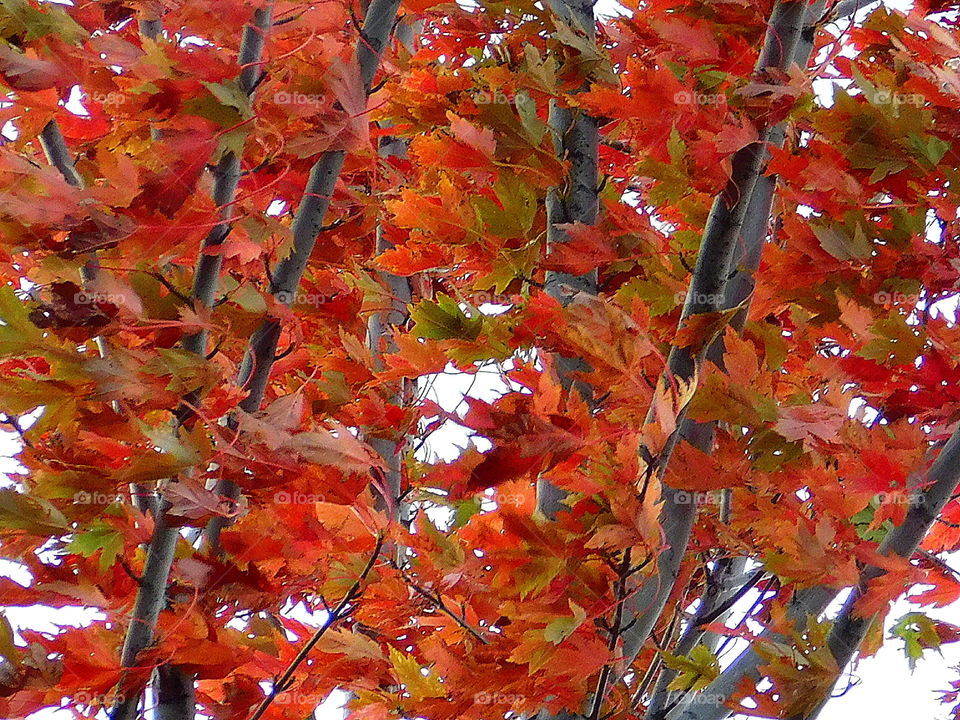 Beautiful Fall leaves in the wind
