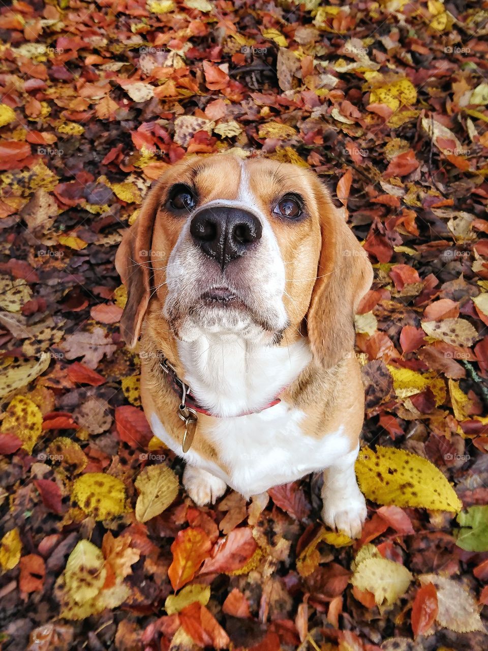 Beagle look