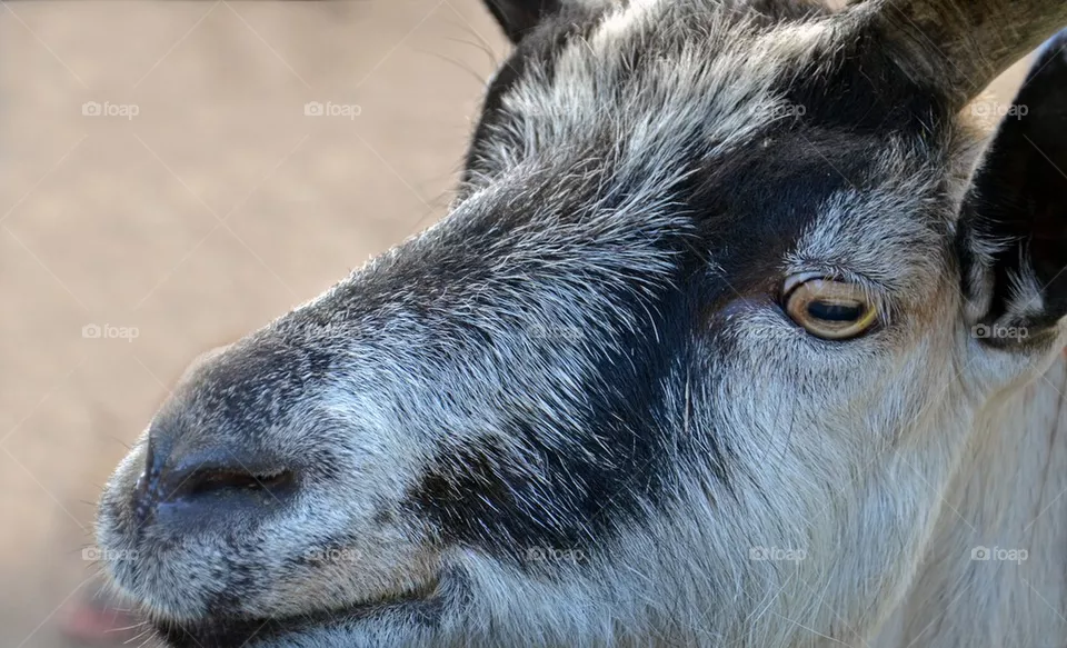 Goats Head