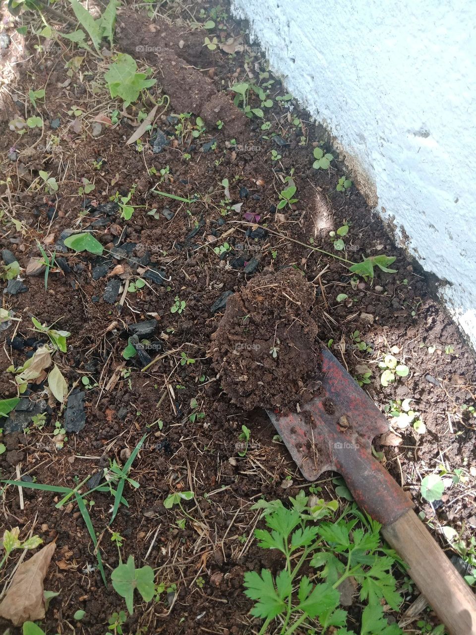 Making a hole to plant a new basil plant