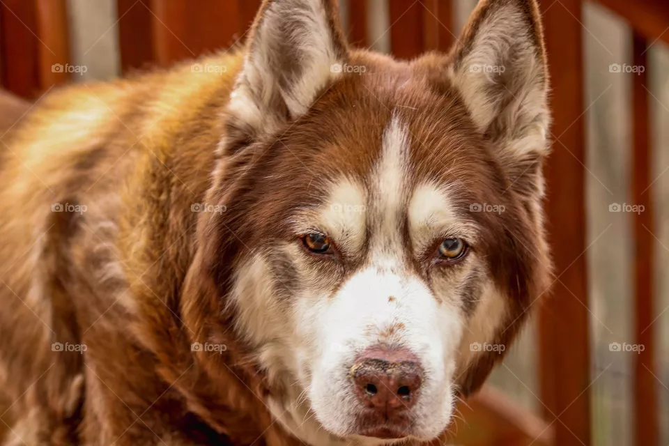 Mishka the Husky