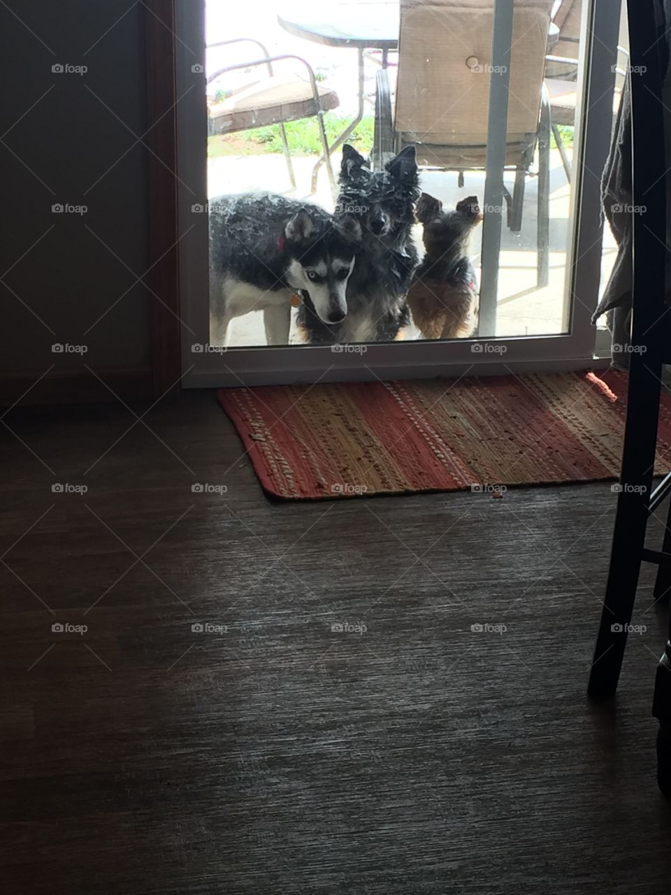 Dogs waiting to come in