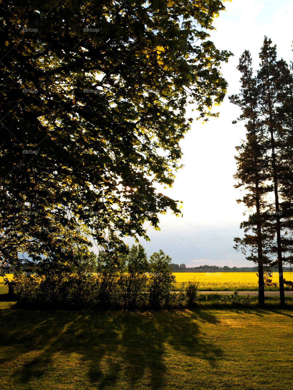 landscape sky field yellow by joosse_b