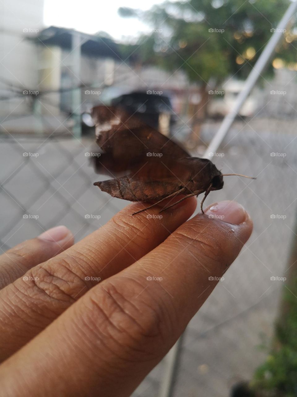 This butterfly just decided to rest on my fingers