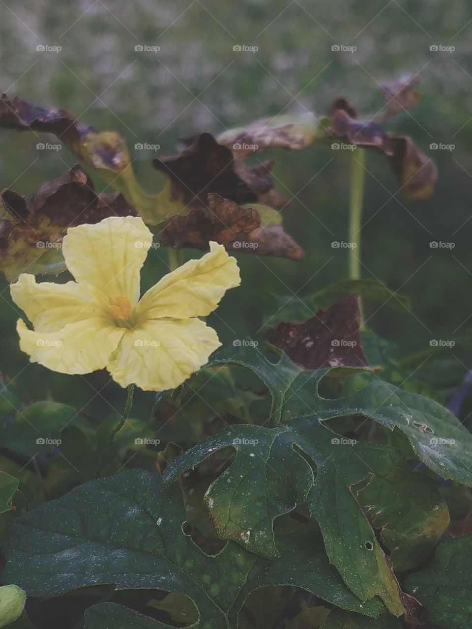 Close-up of a yellow flower growing on a vine with green and dying brown leaves wrapped around a fence..