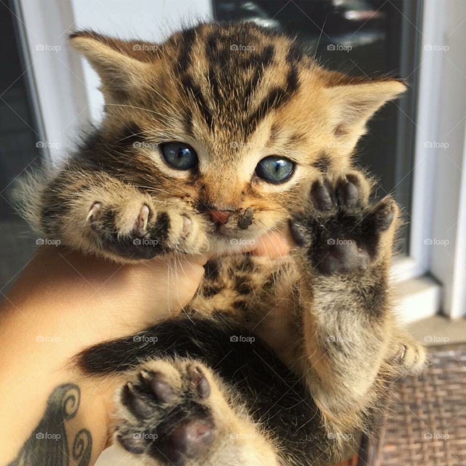 Kitten 