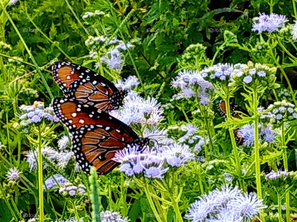 Orange monarch butterflies in garden scene, Autumn in Texas, green planted, pink, purple flowers, landscape