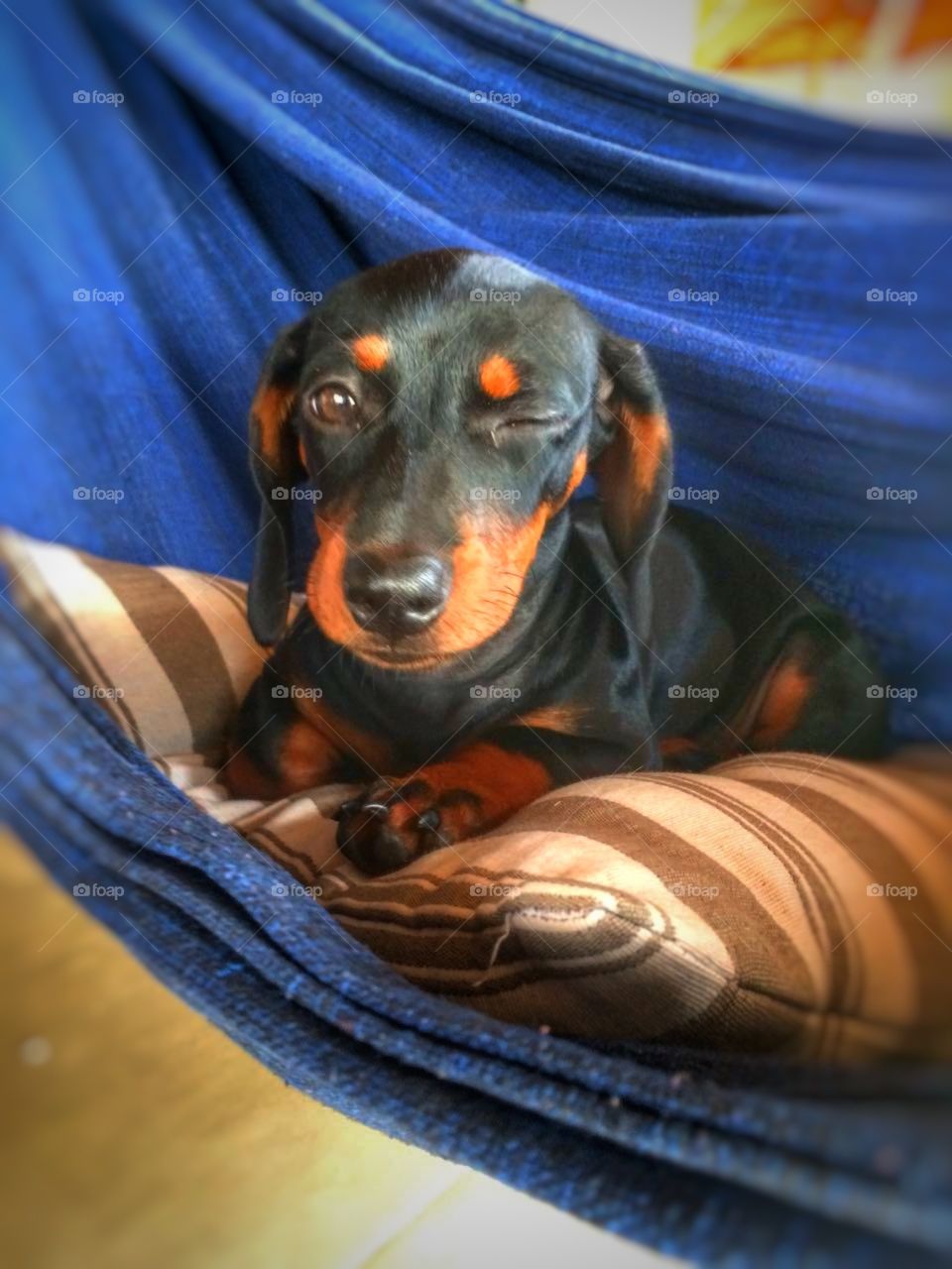 dog cachorro pet piscando blink