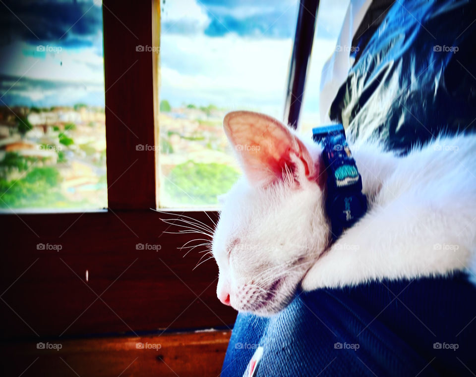 🇺🇸 A nice rest for the kitten… and I liked it, I photographed it! / 🇧🇷 Um gostoso descanso do gatinho… e gostei, fotografei!