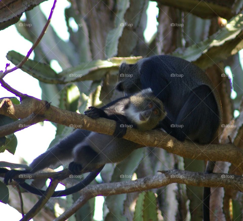 African monkeys in tree