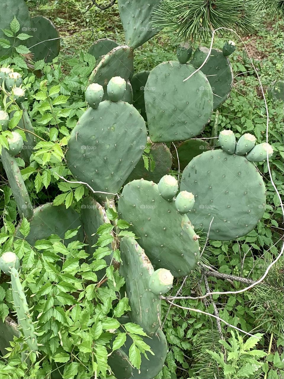 Cactus