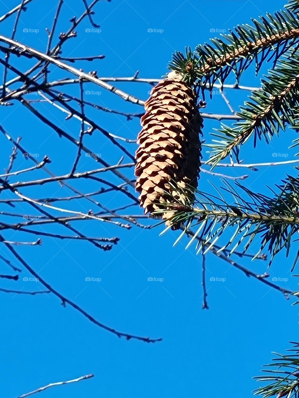 how proud this cone is in the winter sun
