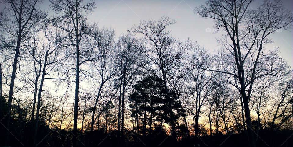 winter trees at sunset