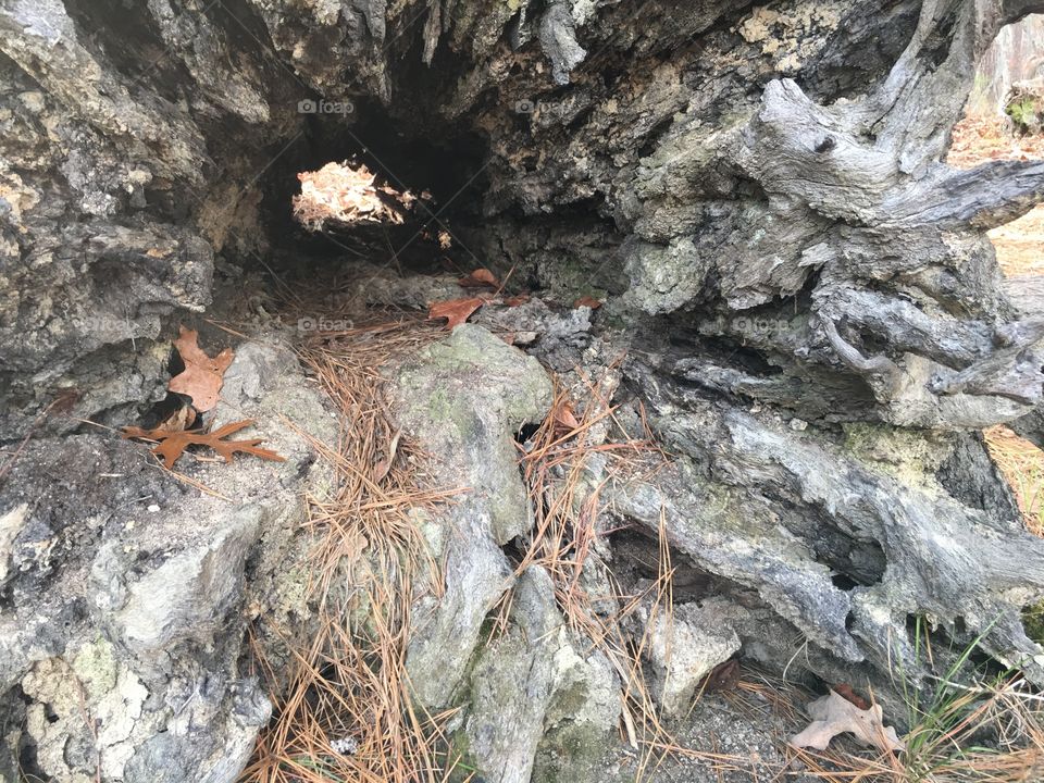 Hollow stump 