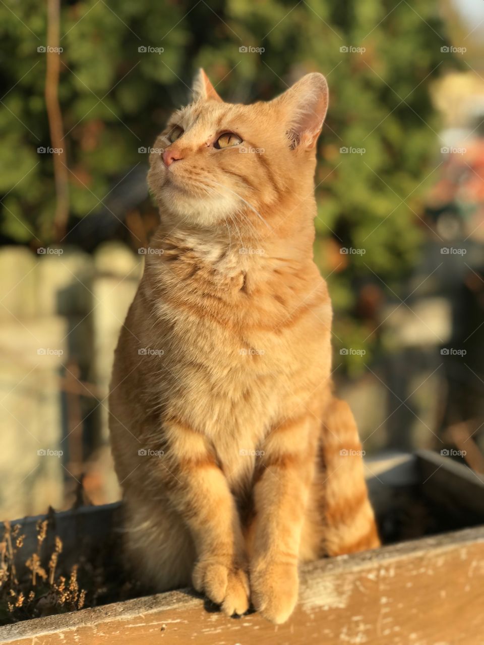 Orange cat on the ledge