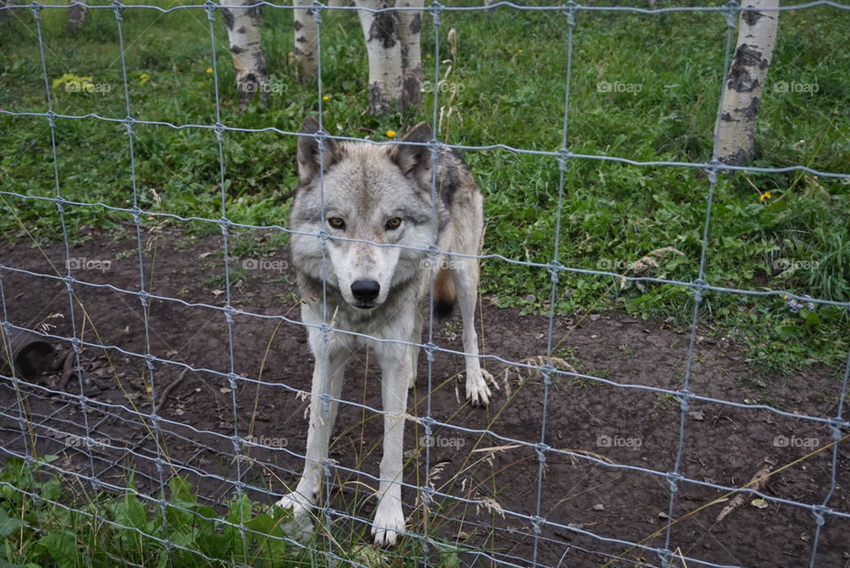 Wolf Dog Sanctuary 