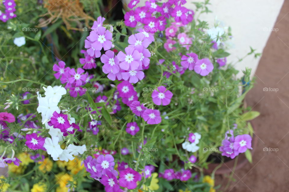 Tiny violet Flowers