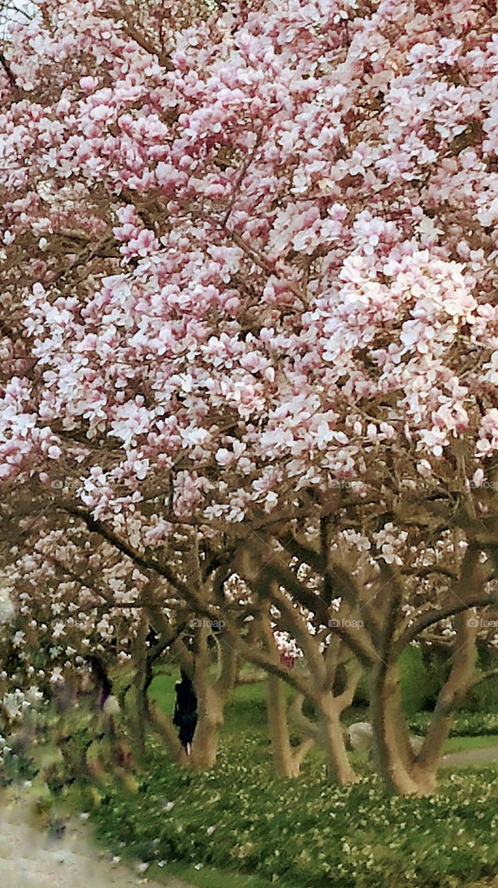 Who else loves trees like this? 