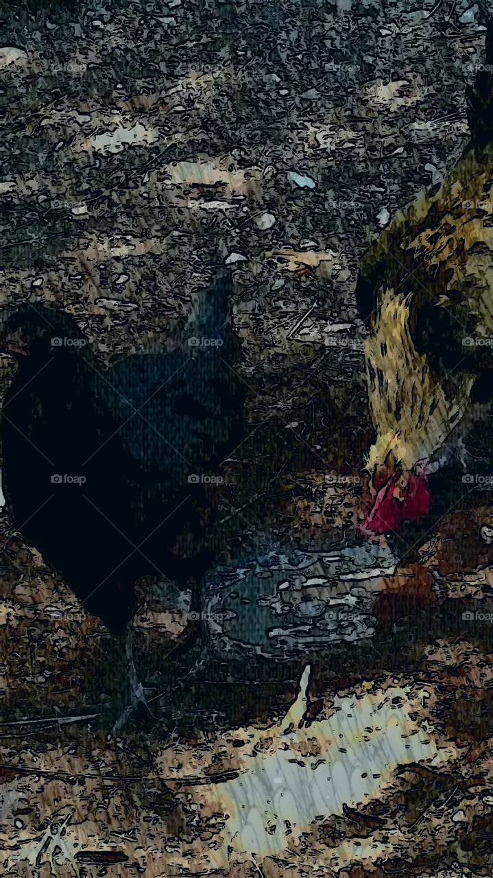 bird