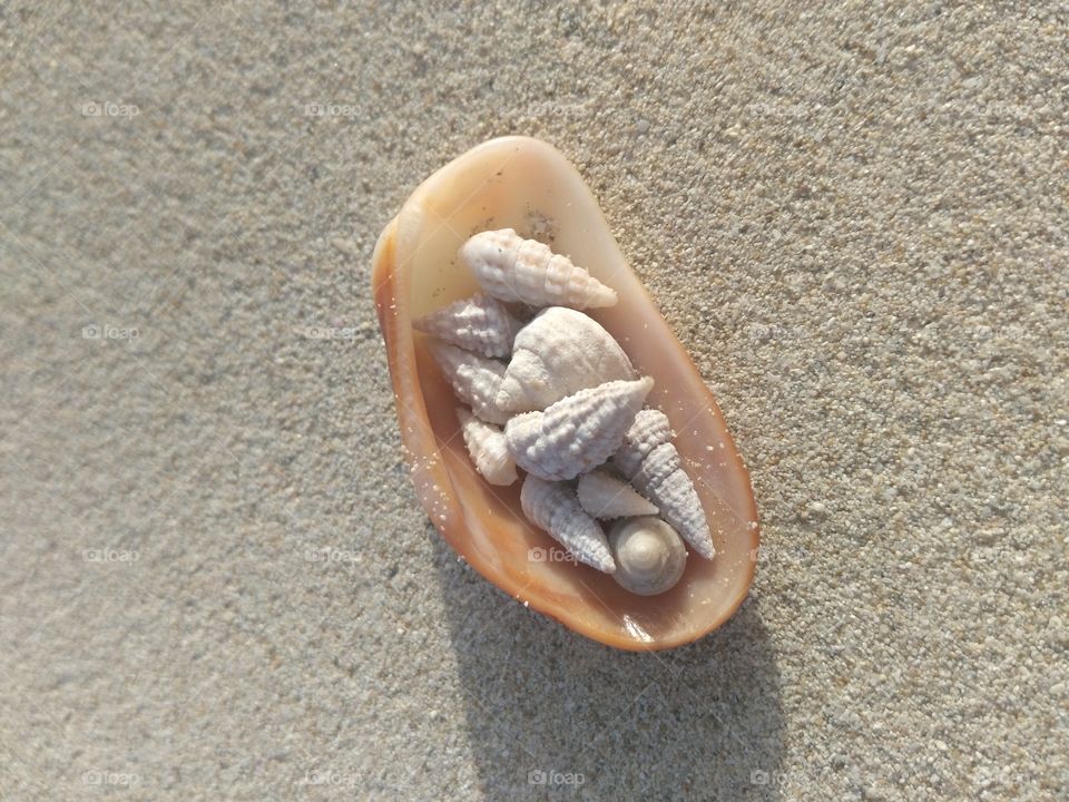 Seashells on the beach close-up