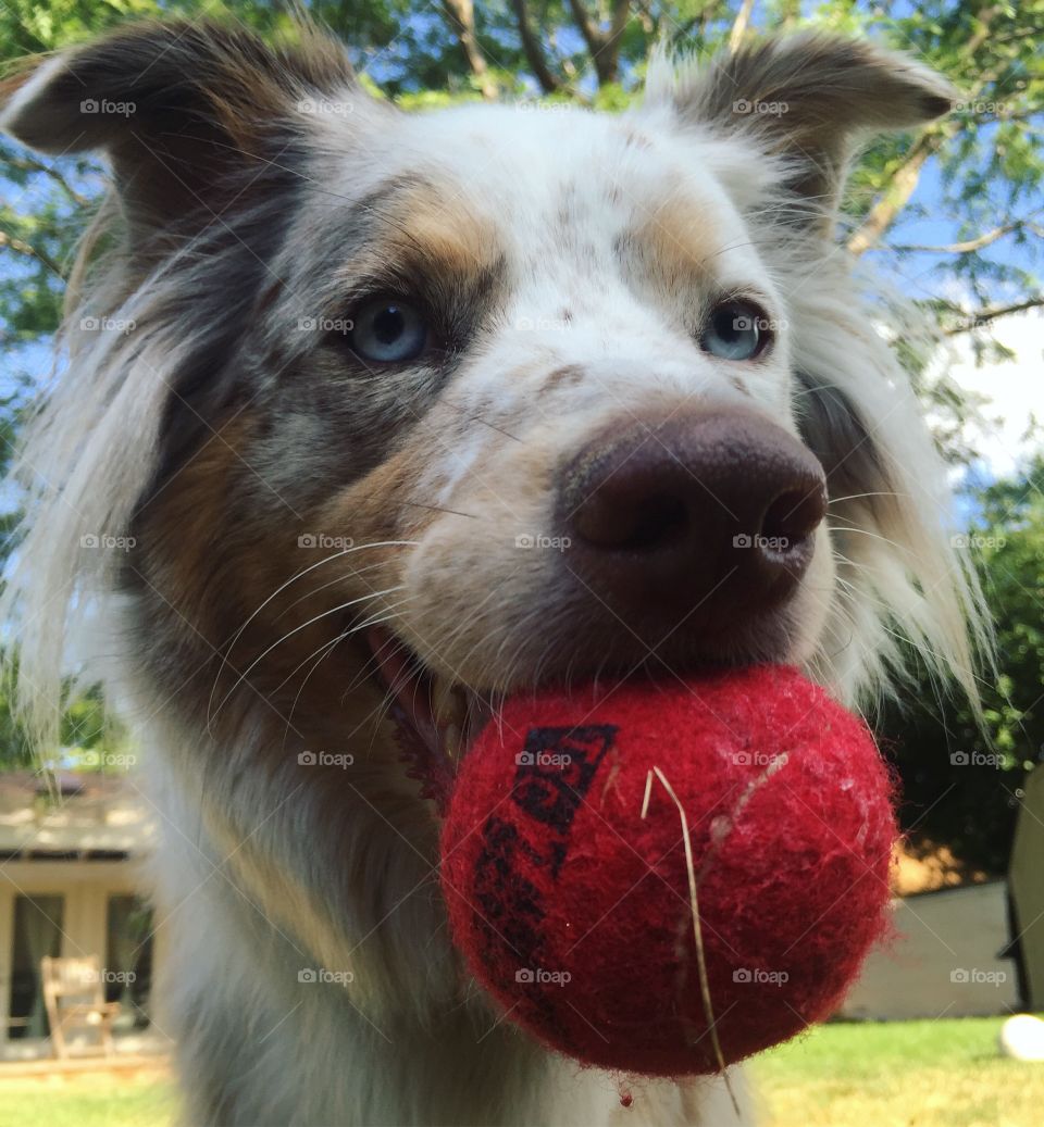 An Aussie and her ball