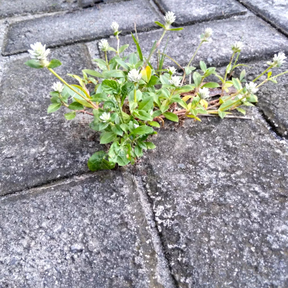 Wild flower on the park