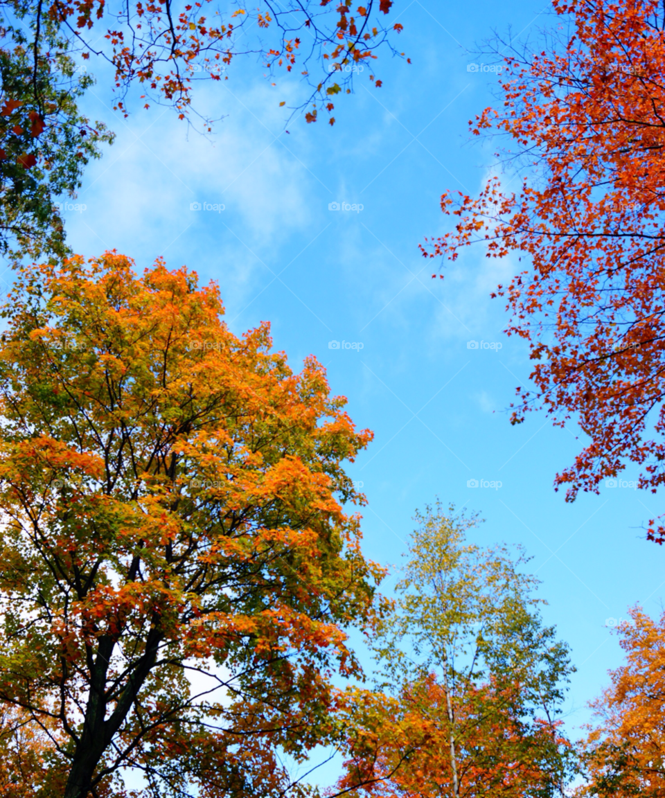 trees autumn blue sky fall colors by Jo13540
