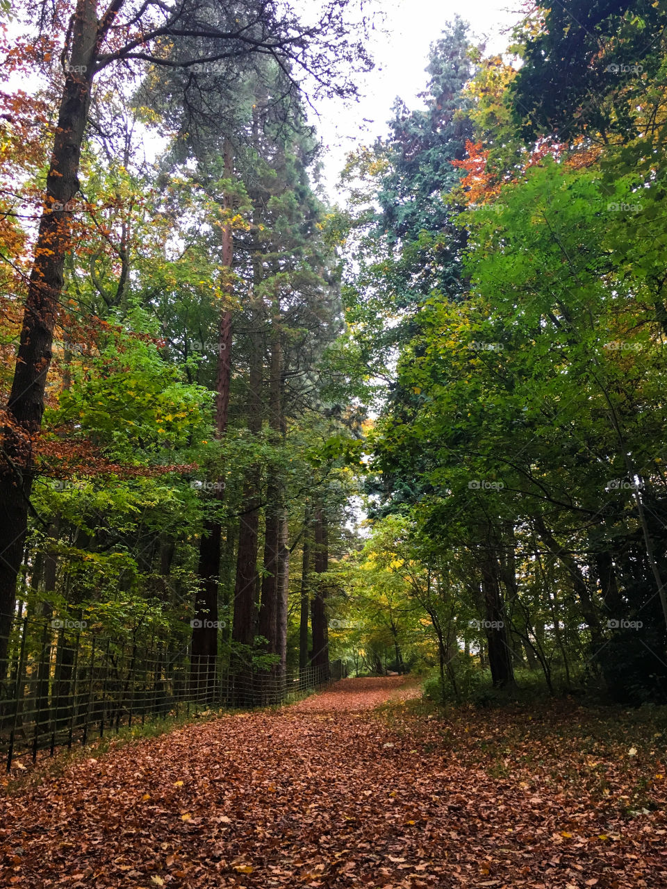 Autumn walks  