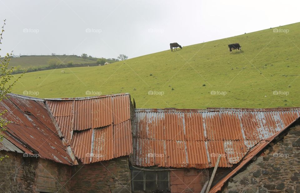 Devon cow field farm 