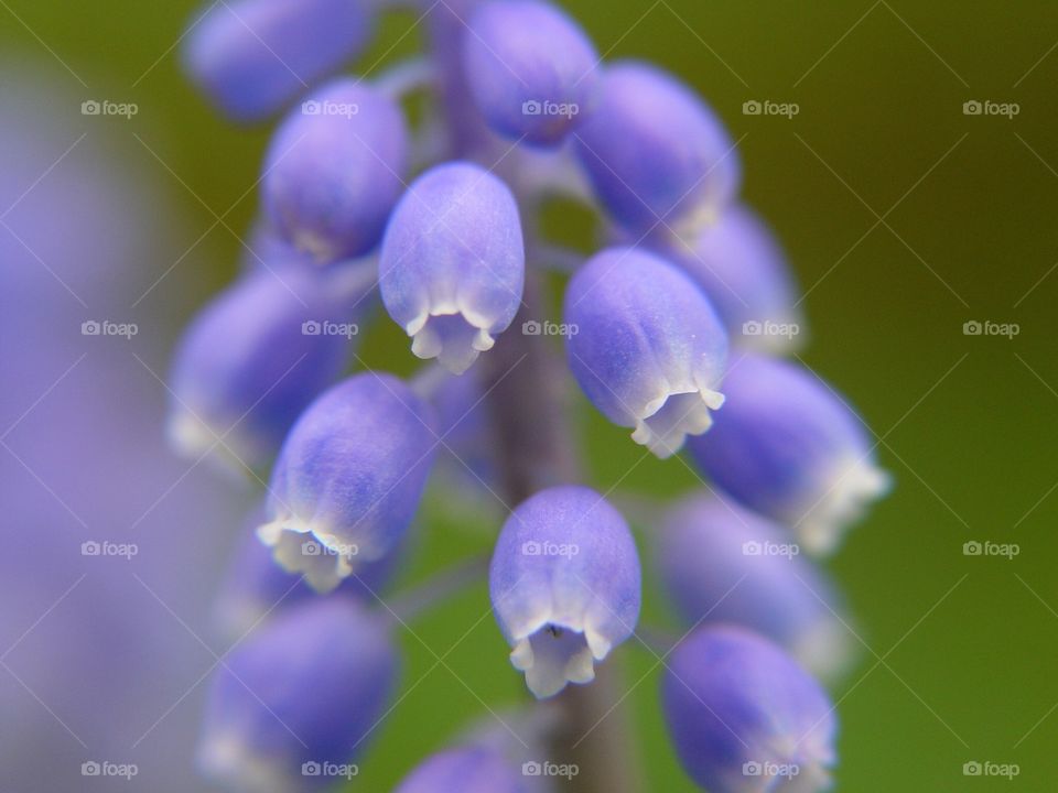 Purple flowers in bloom