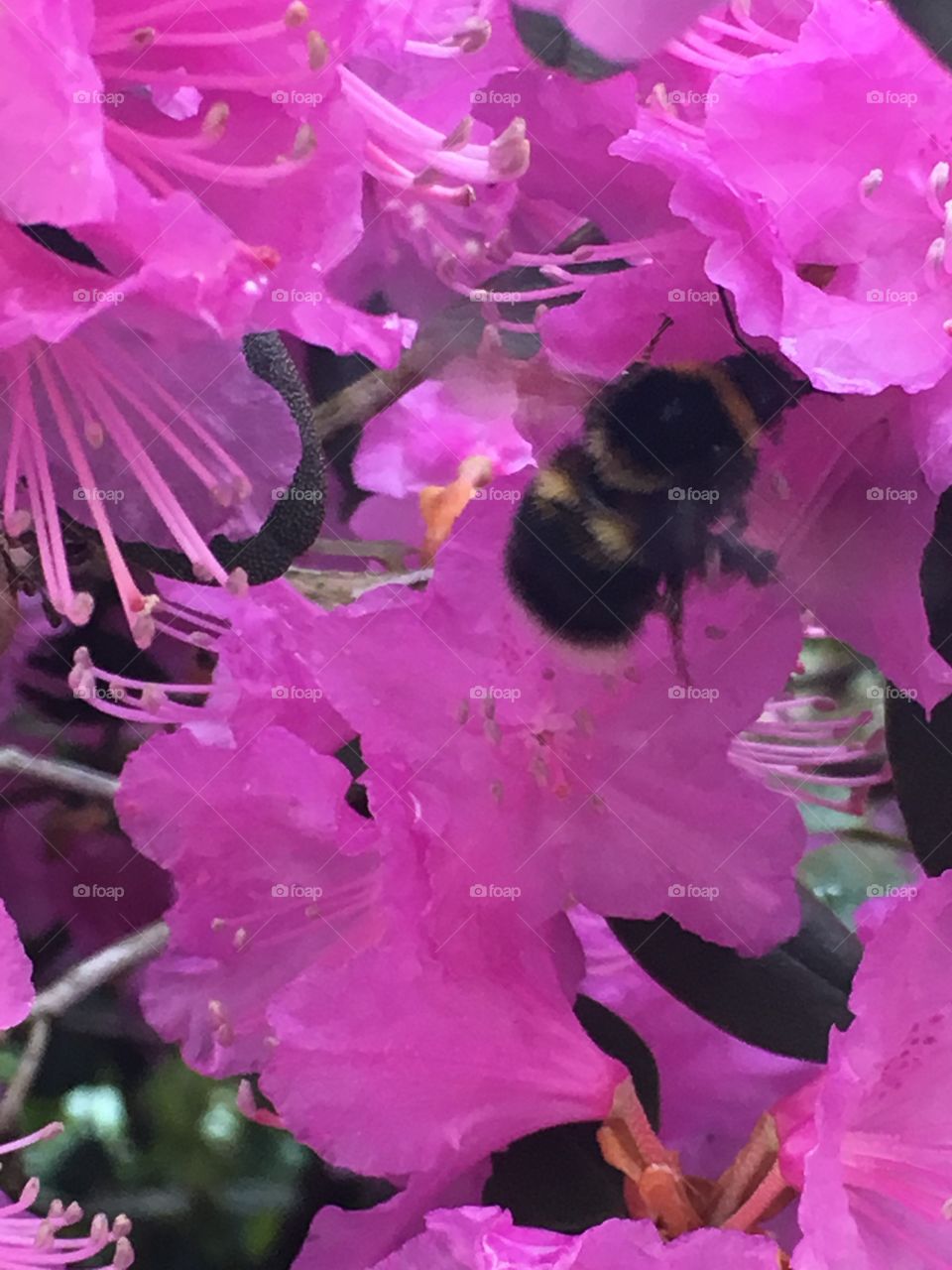 Flower and bumblebee