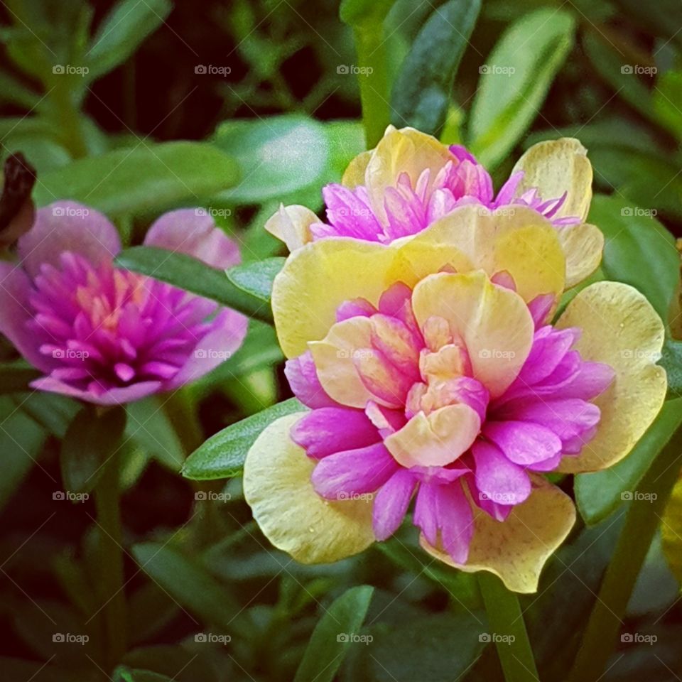 colorful flower