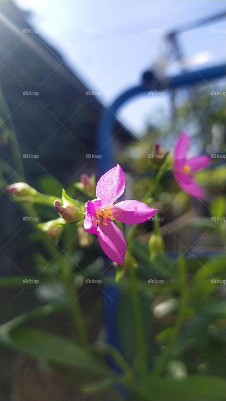 Pink Flower