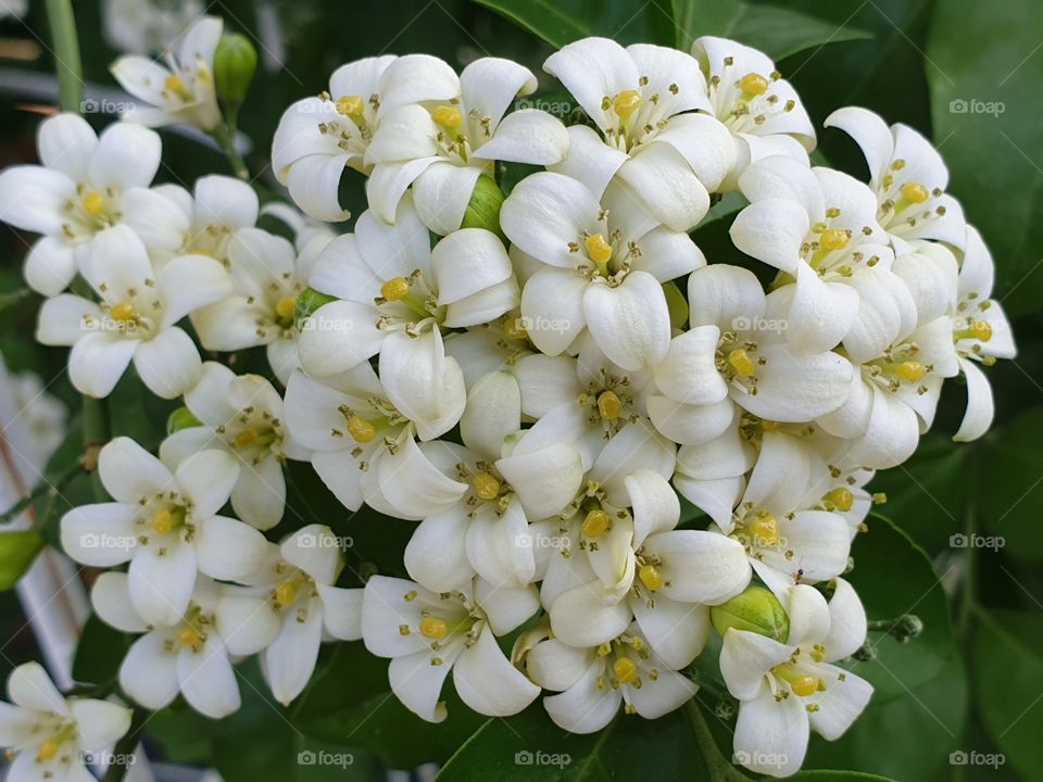 the beautiful flowers