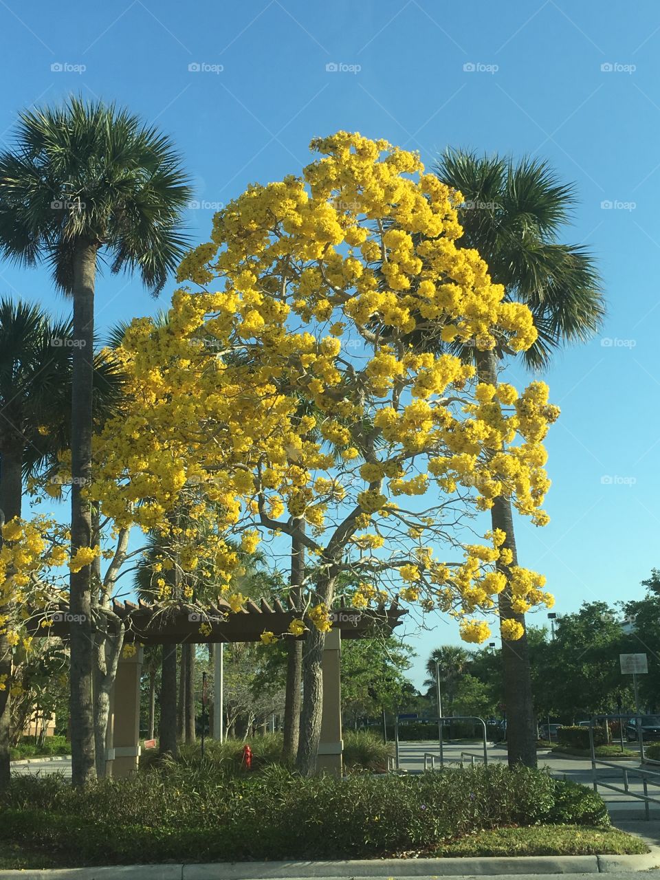 Tree
Yellow 
Outside 