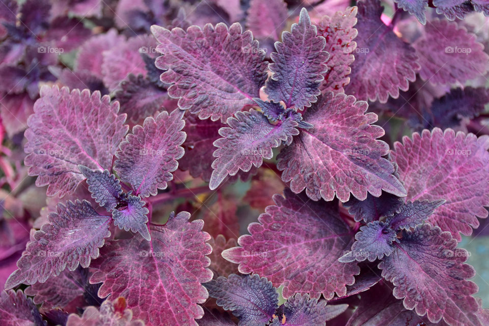 Purple leaves texture