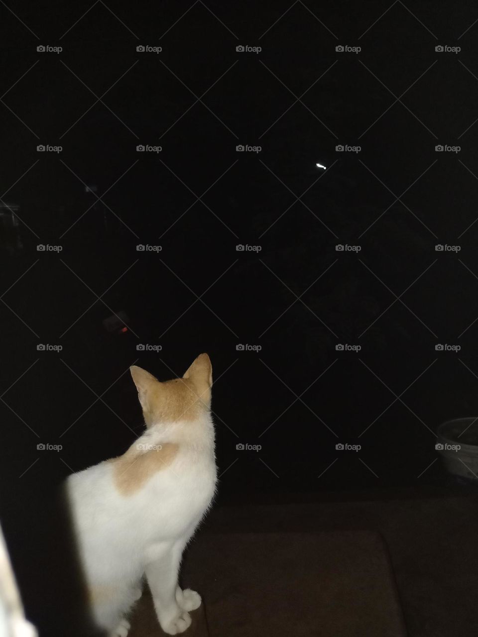 The cat is visible in the window in night time Whait and brown colour beautiful view