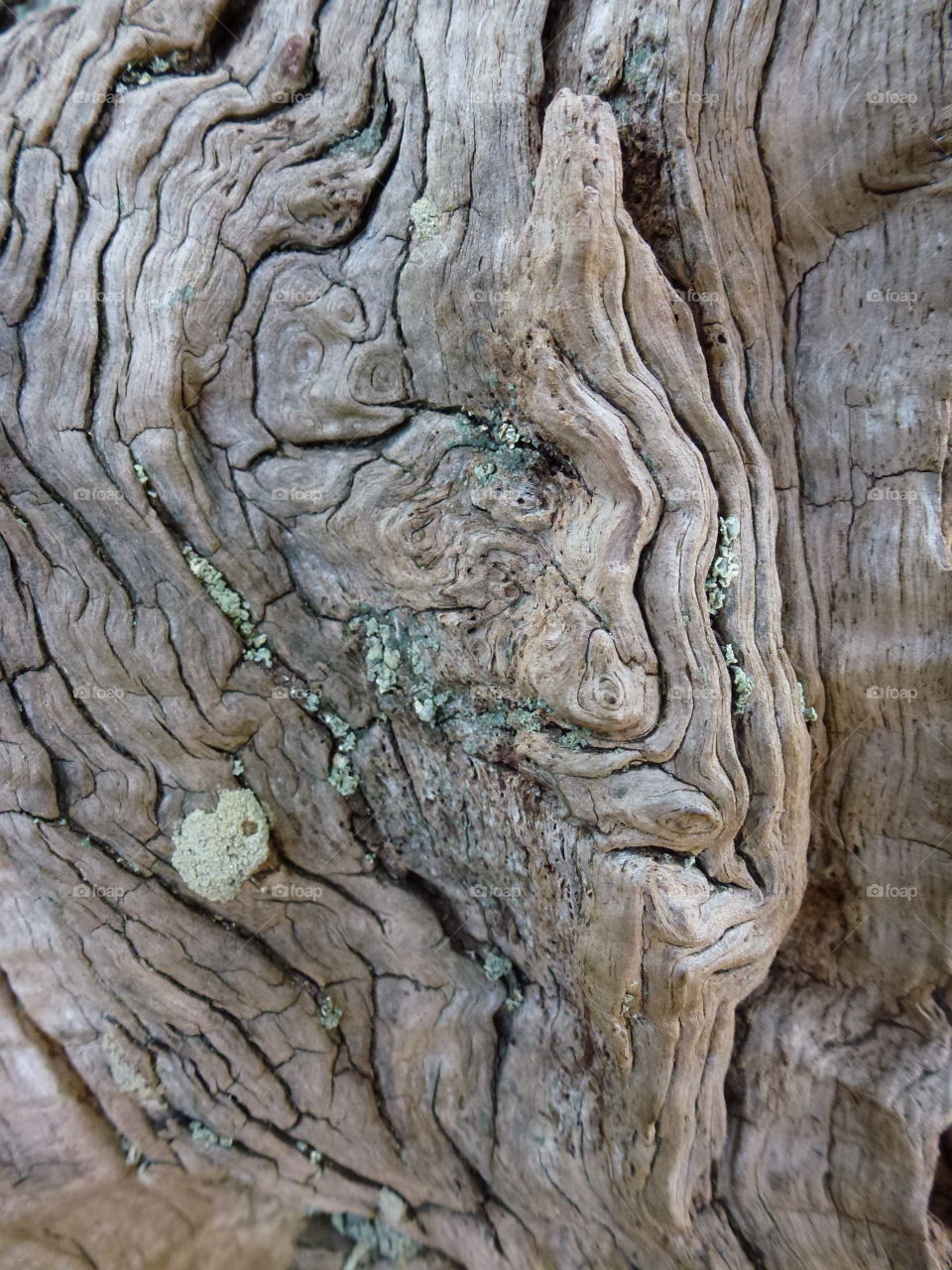 Tree, Log, Bark, Trunk, Wood