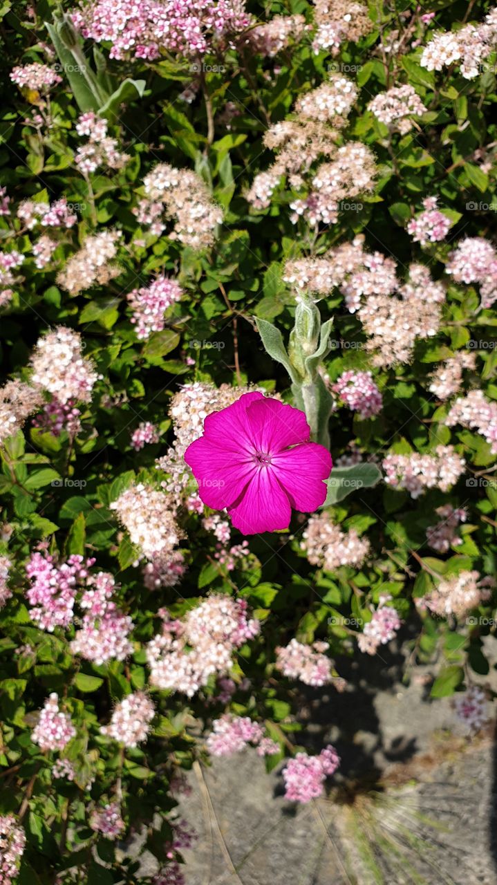 one lonely flower between others