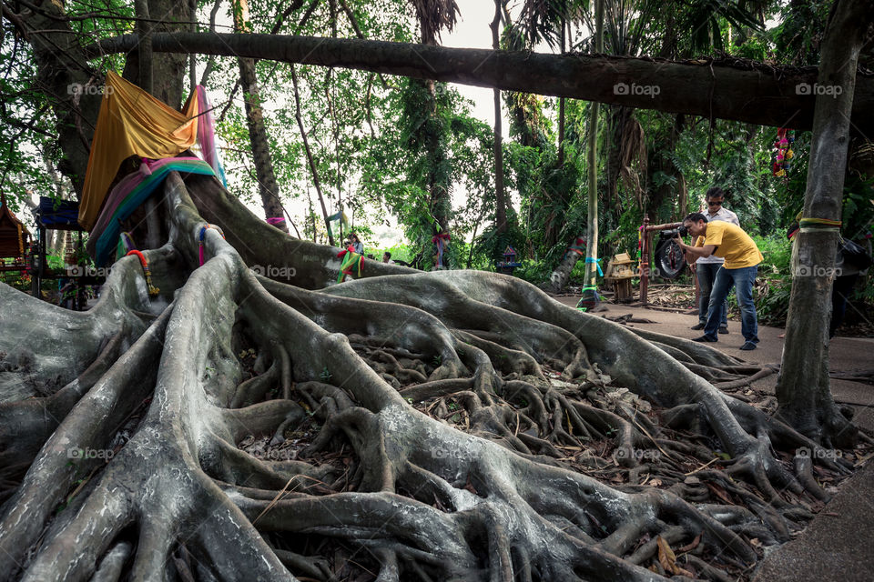 Big root of banyan tree