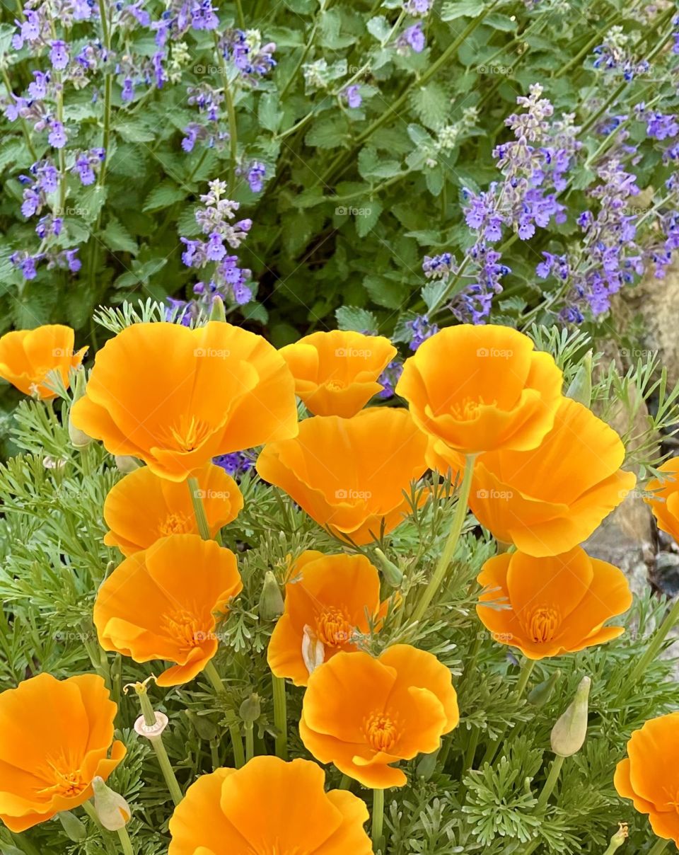 California poppies 