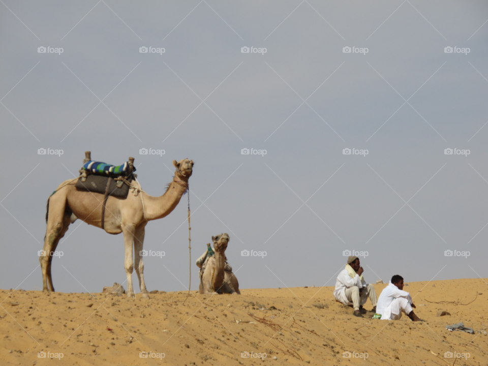 egypt animal man desert by shotmaker