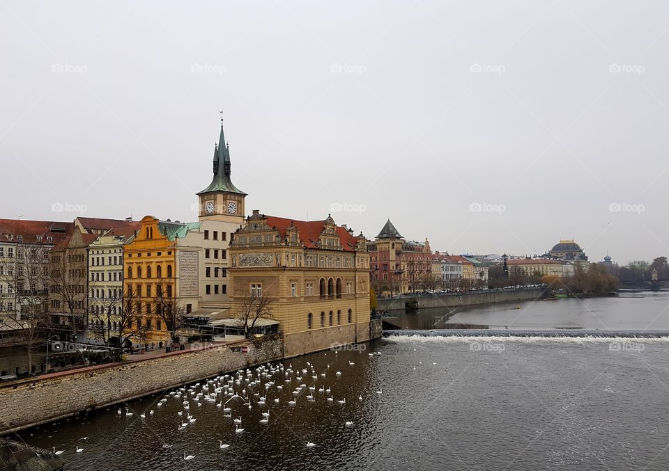 city and swans on the river