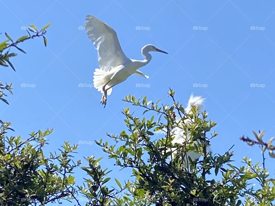 A white bird  with spread wings against a blue sky prepares to land in its nest.