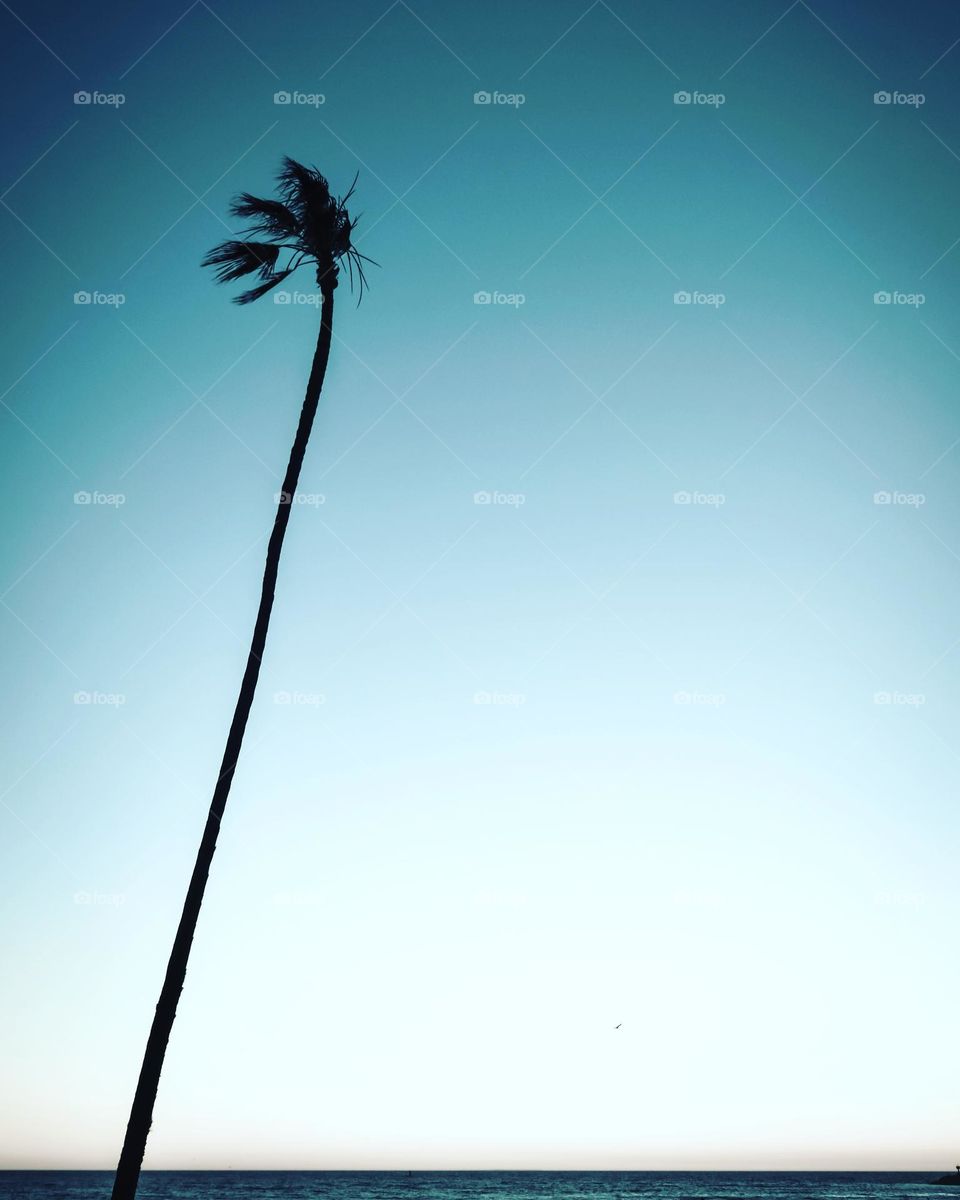 A lone tally skinny palm is silhouetted against the blue dusky sky