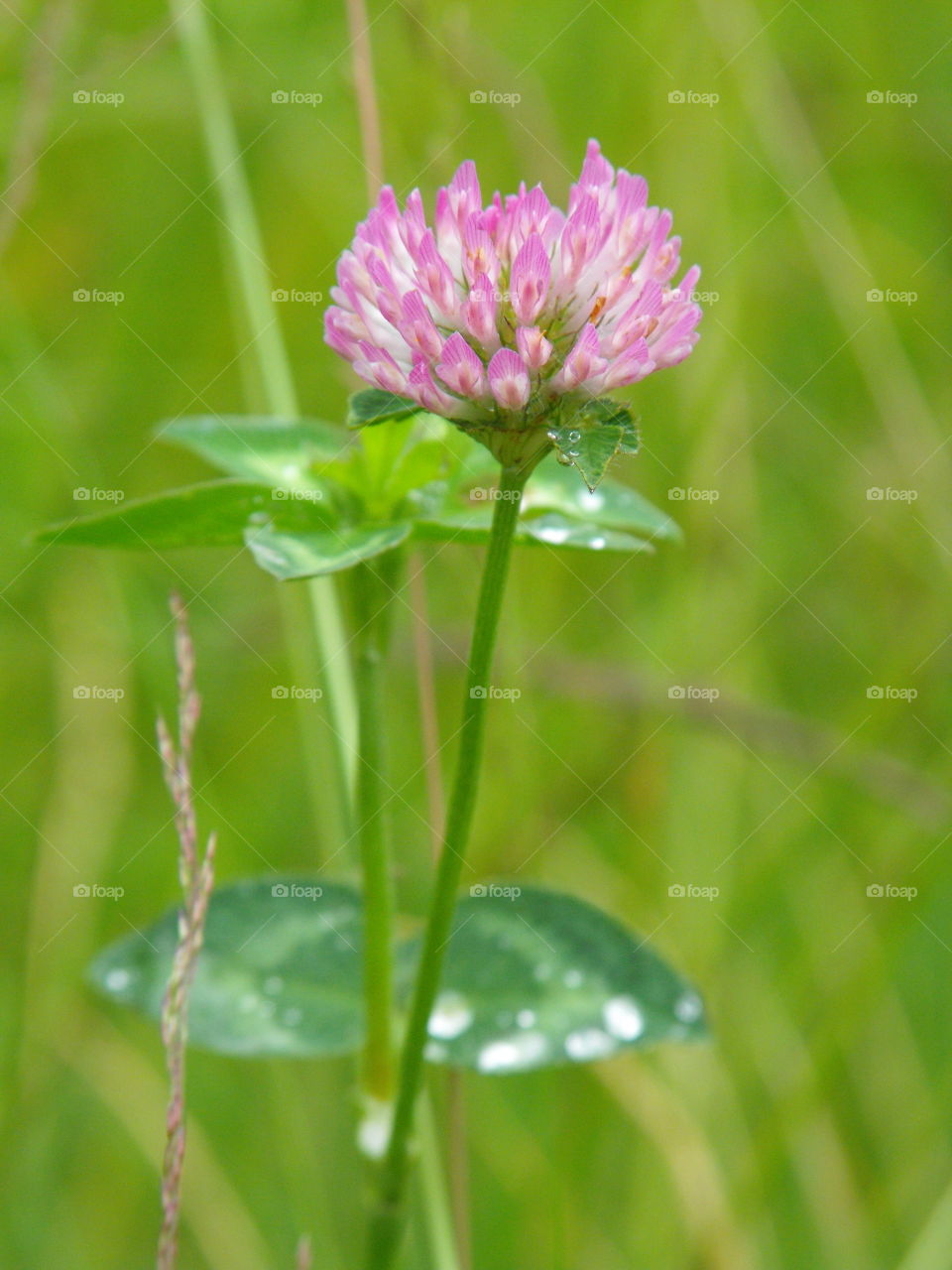 A clover flower with green background