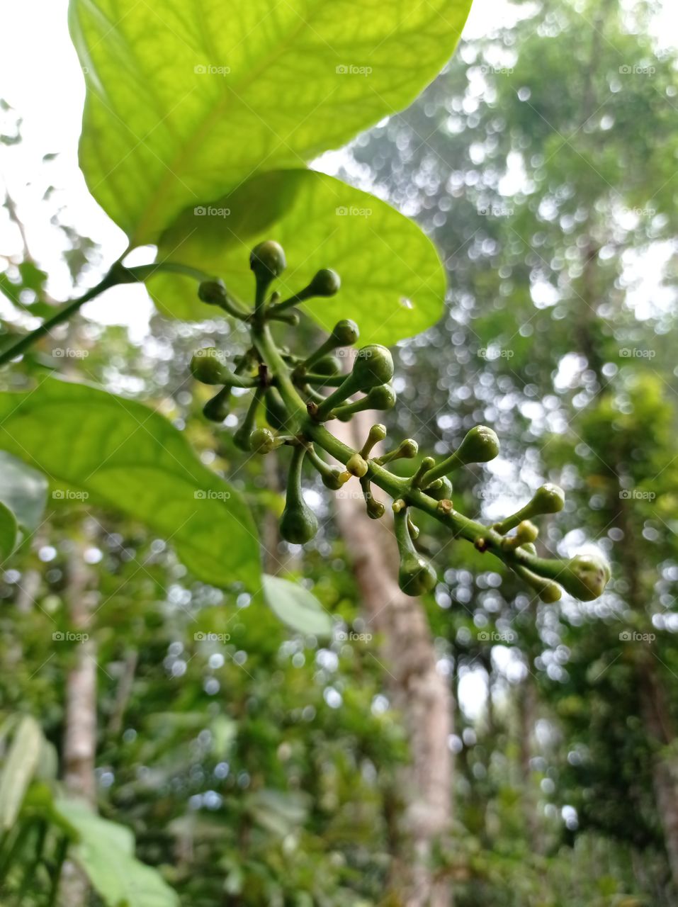 What fruit tree is this ... Found in a tropical forest ...