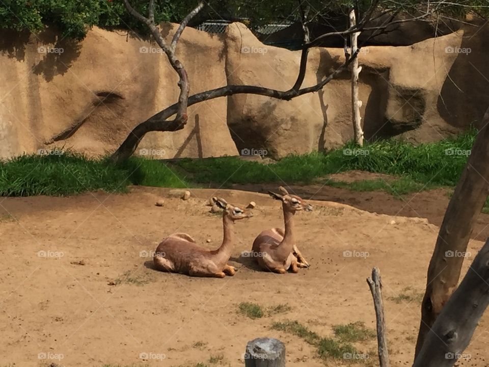 Some unusual mammal animals laid down In an enclosure at the San Diego Zoo in California 