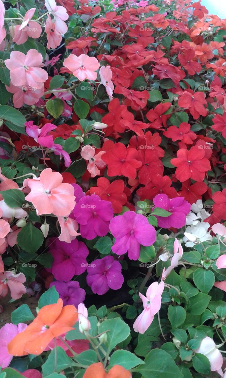 Market pack of Impatiens. These just caught my eye. Vibrant colors and shapes.